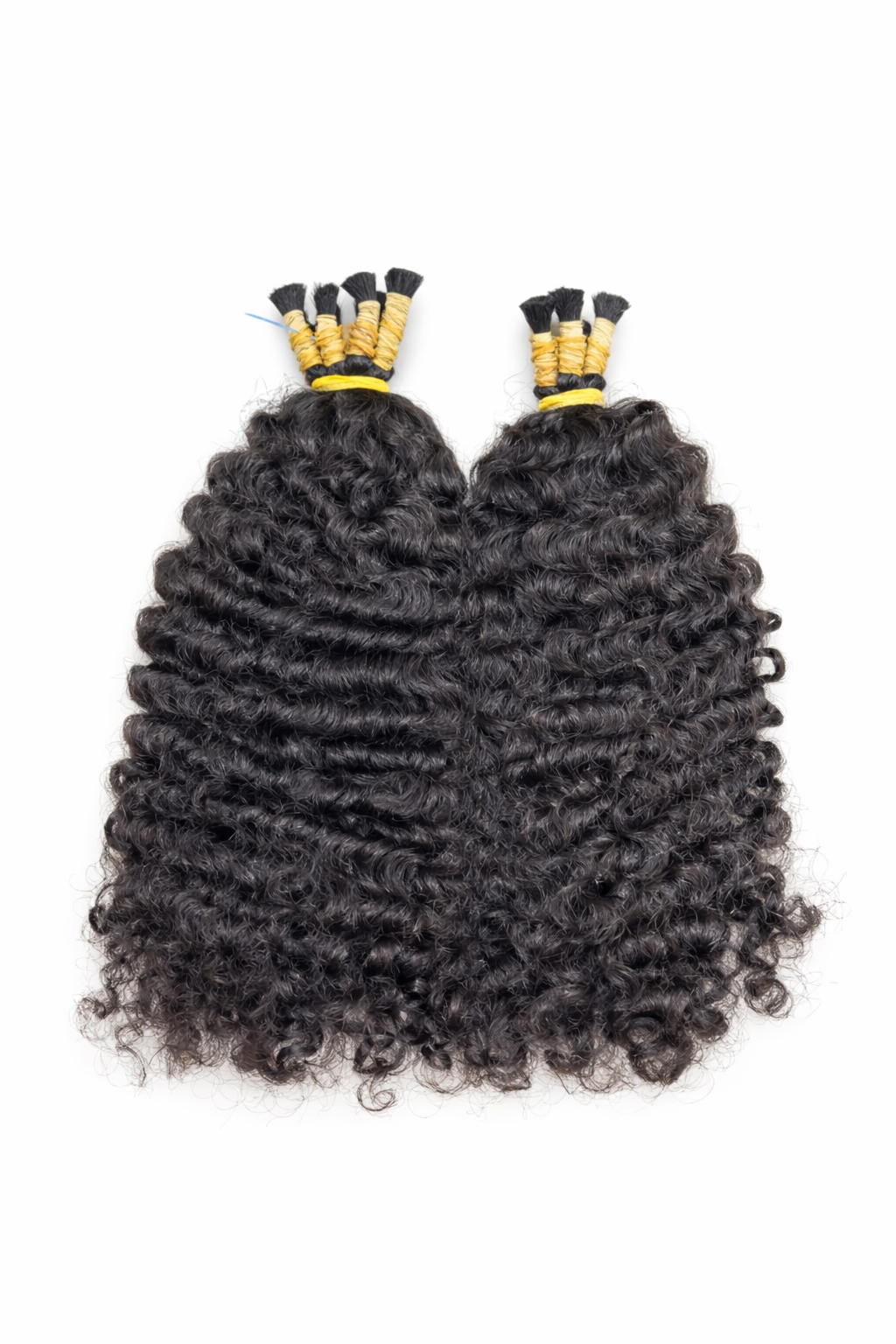 Burmese Curly